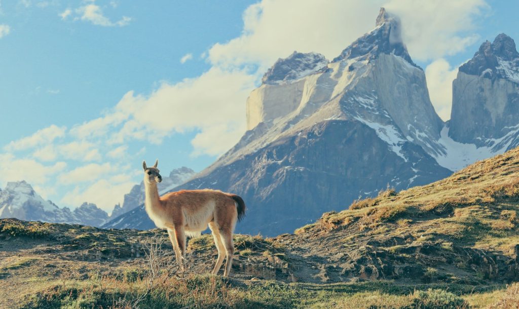 Viaja a Chile De Viña del Mar a la Patagonia, explora sus maravillas - Viaja a la Patagonia chilena con Mejitravel