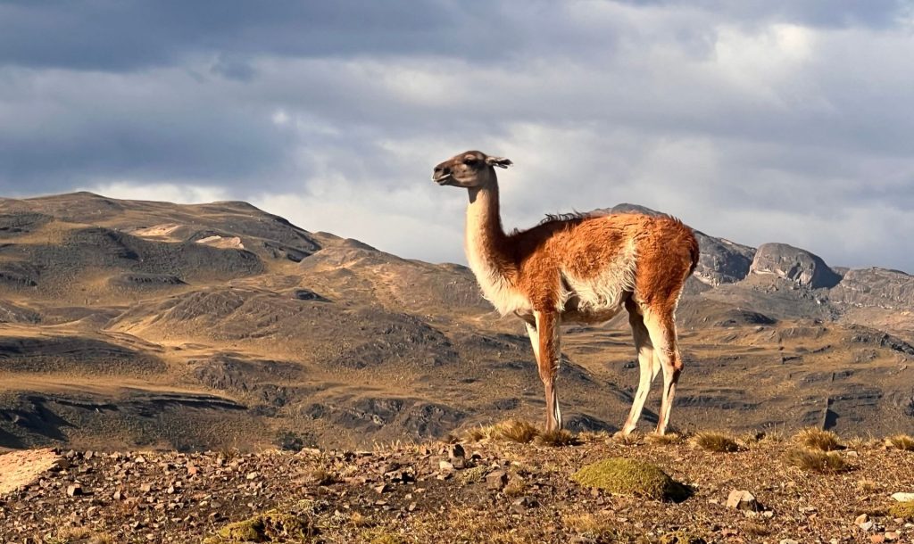 Viaja a Chile De Viña del Mar a la Patagonia, explora sus maravillas, la patagonia chilena