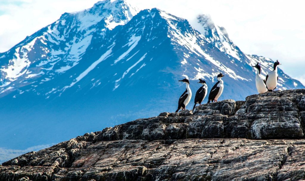 que hacer en Ushuaia,Canal Beagle,Tren fin del mundo,Terra del Fuego tren fin del mundo,Laguna Esmeralda,Pinguinos Ushuaia,centolla Ushuaia