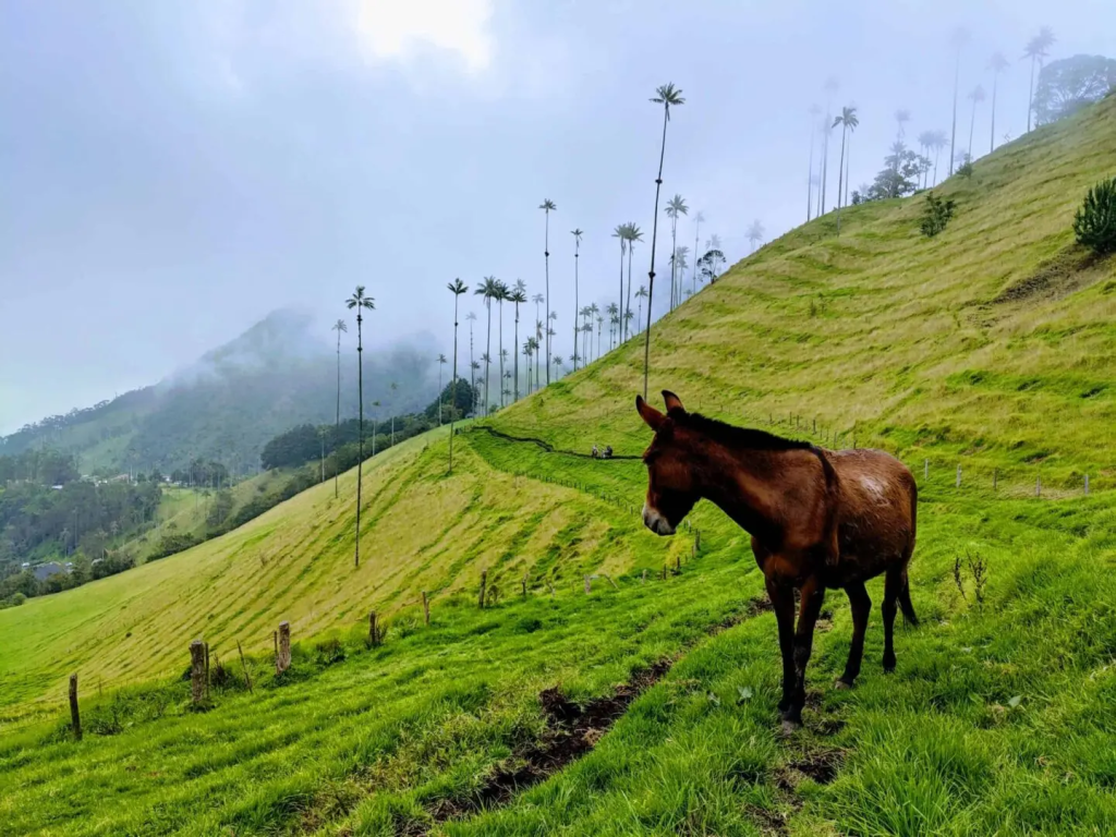 Ruta del café, Colombia: Valle del Cocora, Finca Altagracia tour, Parque Nacional Los Nevados, Salento, Filandia miradores, Pijao, Santa Rosa de Cabal, avistamiento de aves Rio Blanco, Ruta del Cafe Colombia