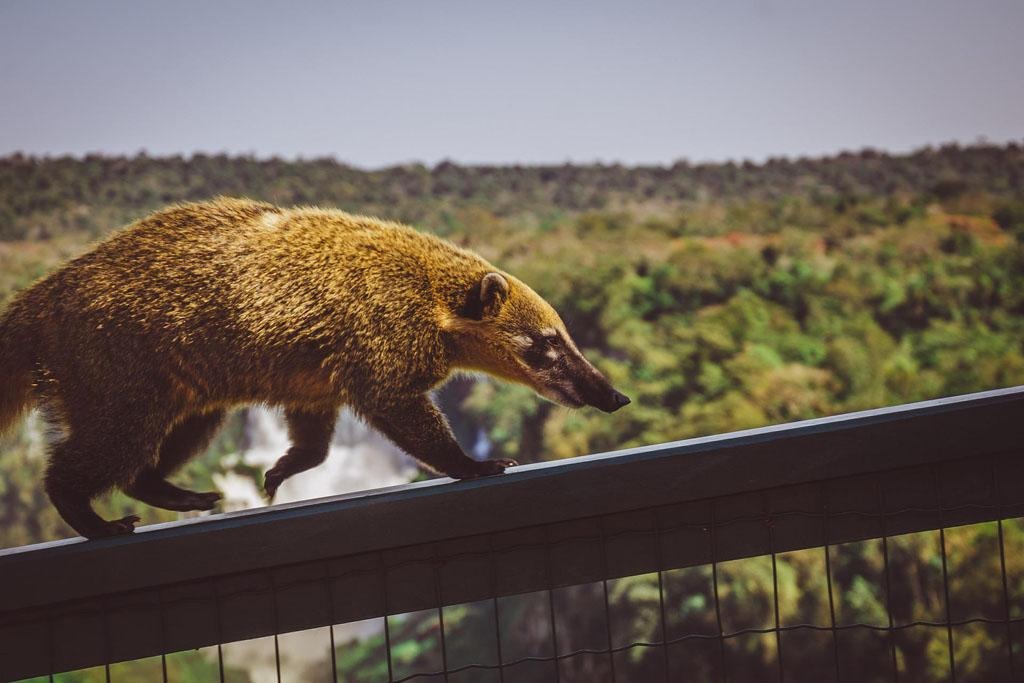 parque nacional iguazu,Iguazú parque nacional,viajar desde Costa Rica a Argentina,Parque Iguazú Argentina,Costa Rica Argentina