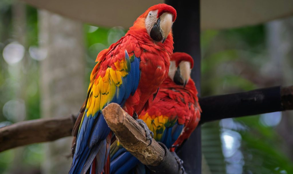 cómo llegar a Tortuguero desde San José, transporte San José Tortuguero, transporte privado San José La Pavona, cómo llegar a La Pavona, barco La Pavona Tortuguero, lancha La Pavona Tortuguero, horarios barco Tortuguero, cómo llegar a Tortuguero en carro, parking La Pavona Tortuguero, aeropuerto San José Tortuguero
