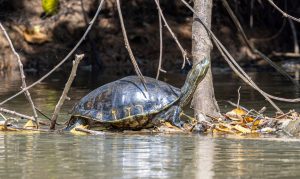 cómo llegar a Tortuguero desde San José, transporte San José Tortuguero, transporte privado San José La Pavona, cómo llegar a La Pavona, barco La Pavona Tortuguero, lancha La Pavona Tortuguero, horarios barco Tortuguero, cómo llegar a Tortuguero en carro, parking La Pavona Tortuguero, aeropuerto San José Tortuguero