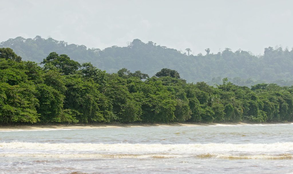 Descubrir cómo llegar a Cahuita desde San José es el primer paso para disfrutar del Caribe. Para un viaje cómodo y directo, la mejor opción es contratar un traslado privado a Cahuita, ideal si inicias tu recorrido desde el aeropuerto San José Cahuita. Si buscas una alternativa económica de transporte San José Cahuita, la ruta en bus San José Cahuita te conectará eficientemente pasando por el trayecto de Limón a Cahuita. Planificar tu traslado de San José a Cahuita te permitirá elegir el mejor transporte a Cahuita Costa Rica y asegurar una excelente experiencia de transporte Caribe Sur Costa Rica.